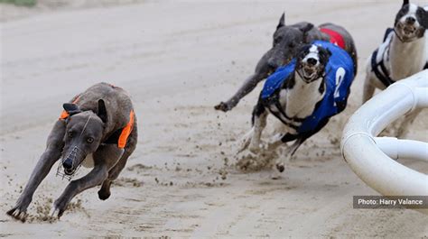 myracing greyhounds|Iba pa.